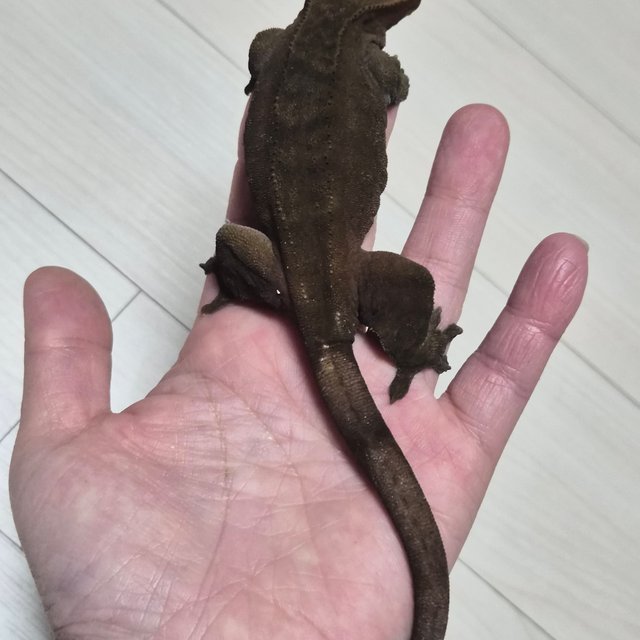 100%헷아잔틱 다크