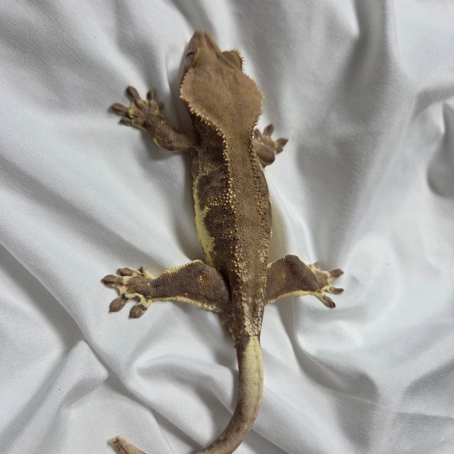 팬텀 릴리화이트