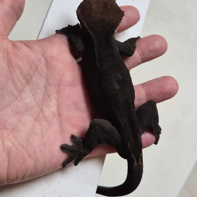 챠콜 팬텀 카푸치노