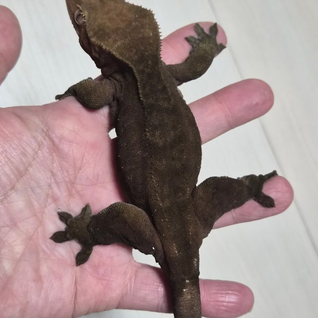 100%헷아잔틱 다크