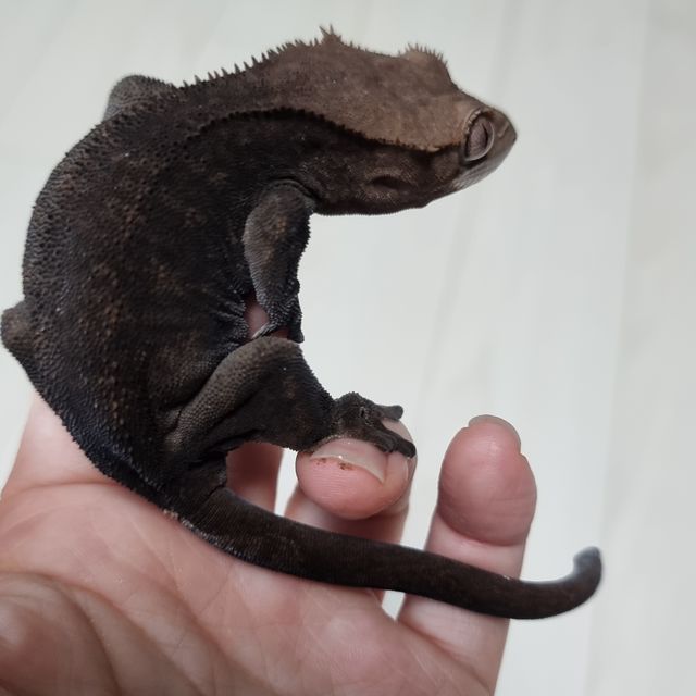 챠콜 팬텀 카푸치노