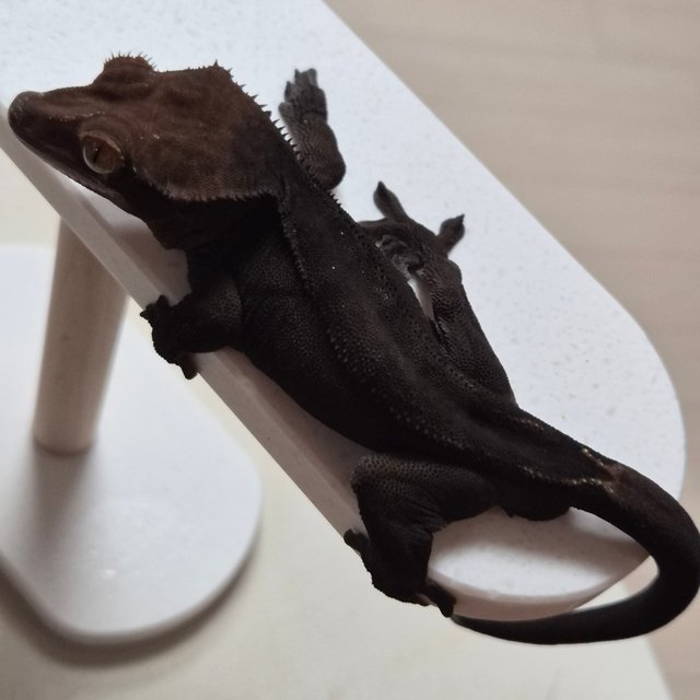 챠콜 팬텀 카푸치노