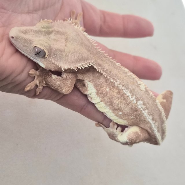 팬텀 릴리화이트