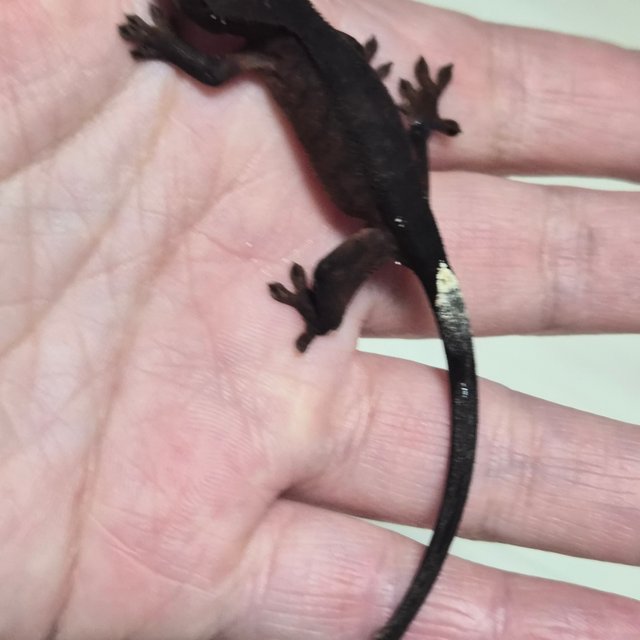 챠콜 팬텀 카푸치노