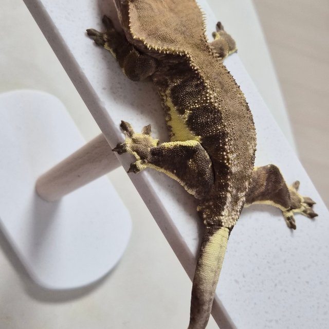 팬텀 릴리화이트