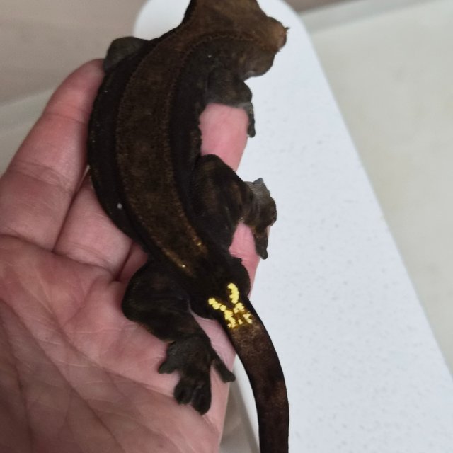 챠콜 카푸치노 팬텀 쿼드