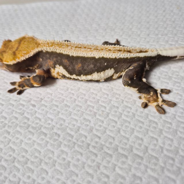 릴리100%헷아잔틱