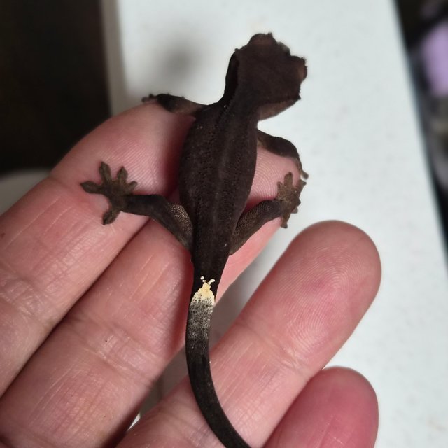 챠콜 팬텀 슈퍼스트라이프 카푸치노