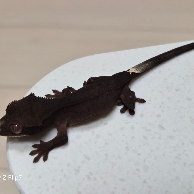 챠콜 팬텀 슈퍼스트라이프 카푸치노