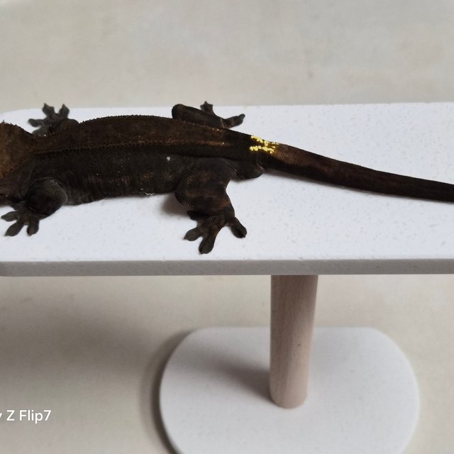 챠콜 카푸치노 팬텀 쿼드