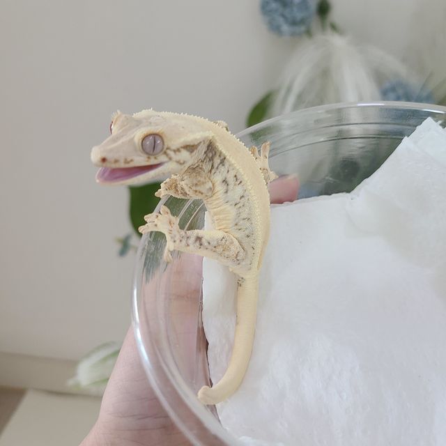 릴리화이트 판다 레이지