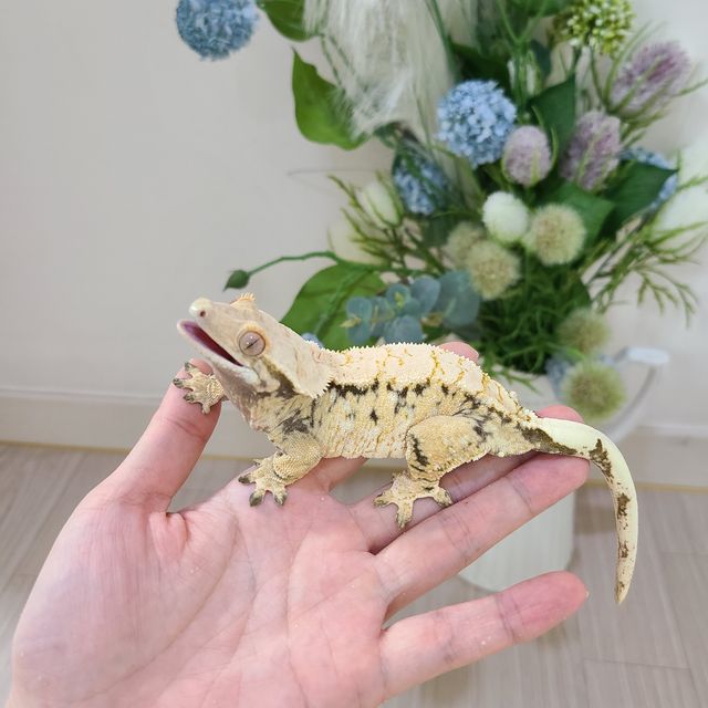노멀 노던
