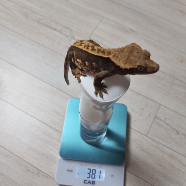 100%헷아잔틱