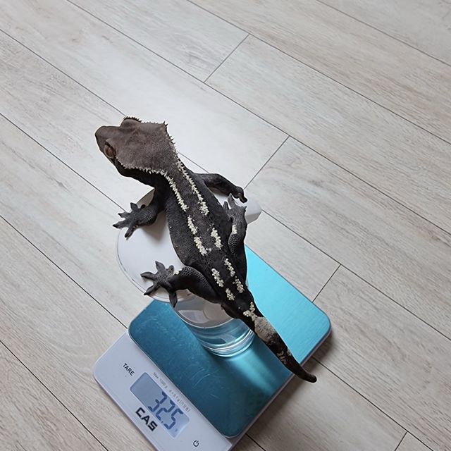 아잔틱