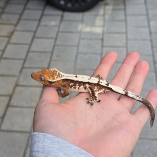 세이블