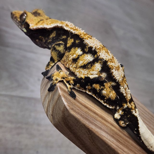 노멀 트라이 익스트림할리퀸 바브