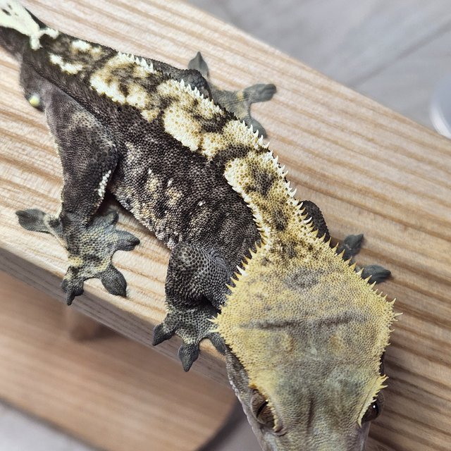 노멀 할리퀸 다크