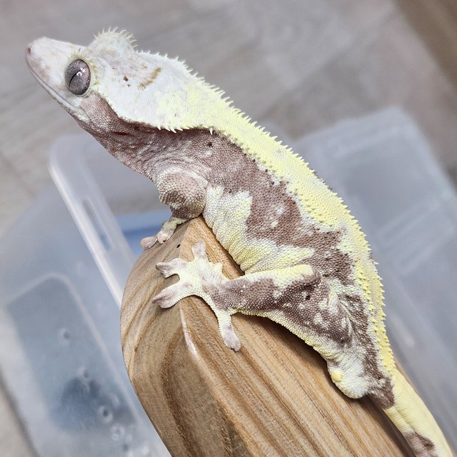 릴리100%헷아잔틱