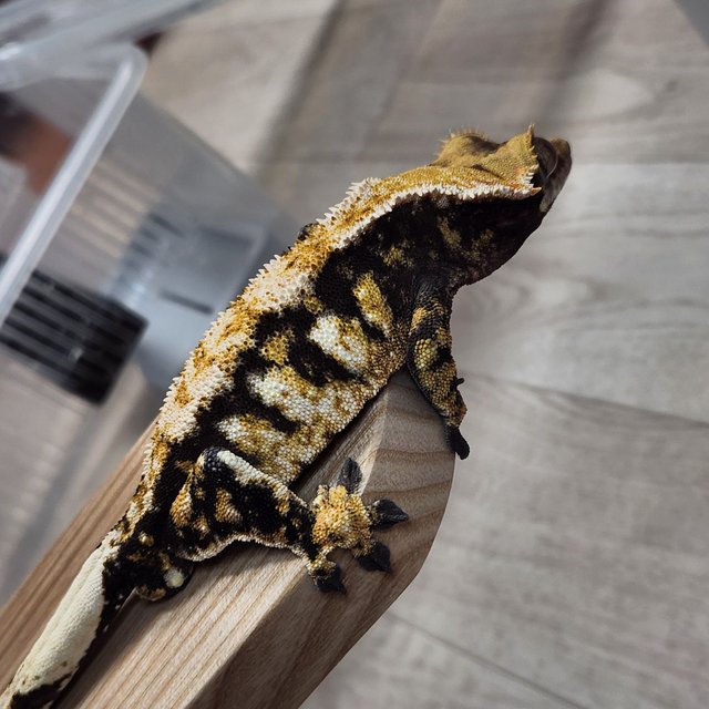 노멀 트라이 익스트림할리퀸 바브