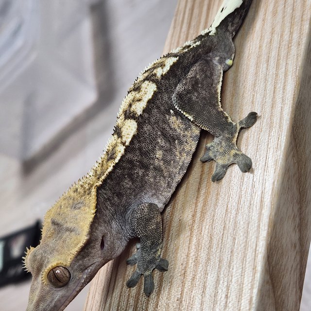 노멀 할리퀸 다크