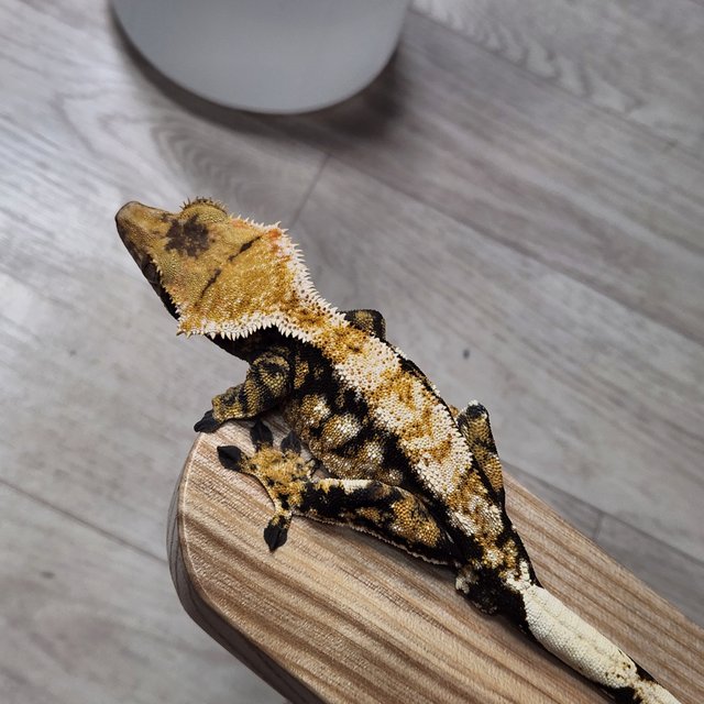 노멀 트라이 익스트림할리퀸 바브