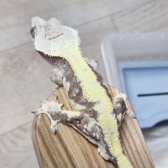 릴리100%헷아잔틱