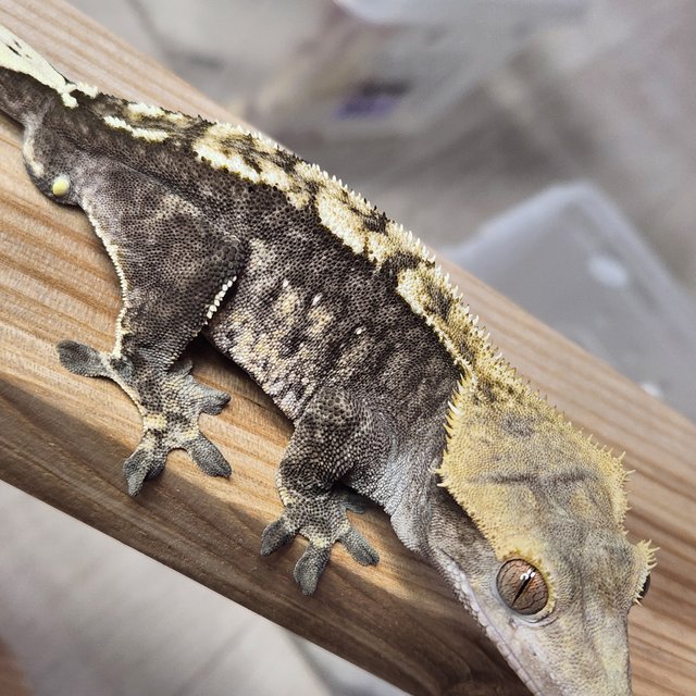 노멀 할리퀸 다크