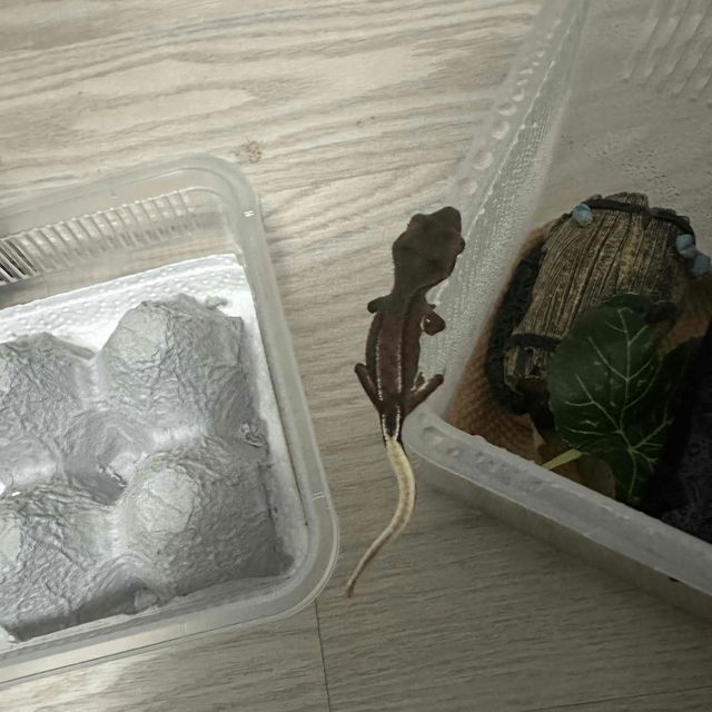 레드 팬텀 릴리화이트