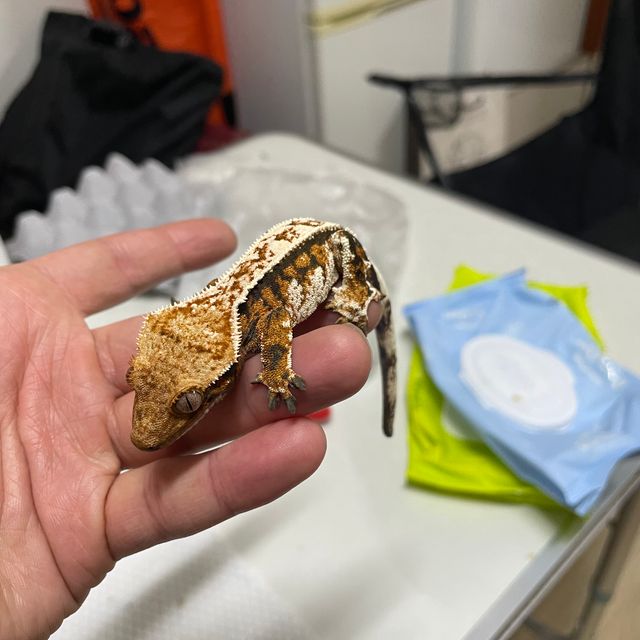 트라이 익스트림할리퀸 텐저린 몬코사