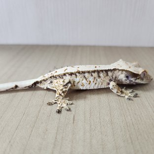 트라이 화이트스팟 화이트포트홀 화이트핀 할리퀸