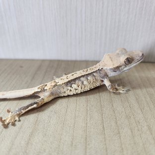 트라이 화이트스팟 할리퀸 화이트핀