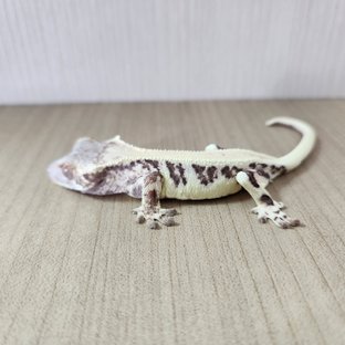 프라푸치노