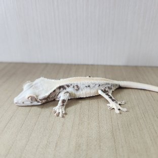 릴리화이트