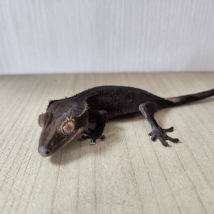 벅스킨 다크 챠콜 알티