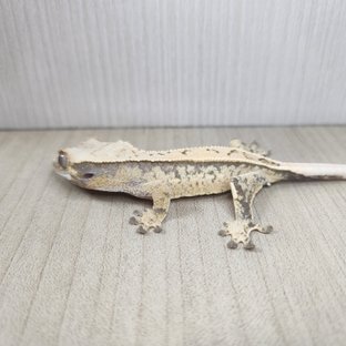 노멀 드리피 쿼드 풀핀 화이트스팟