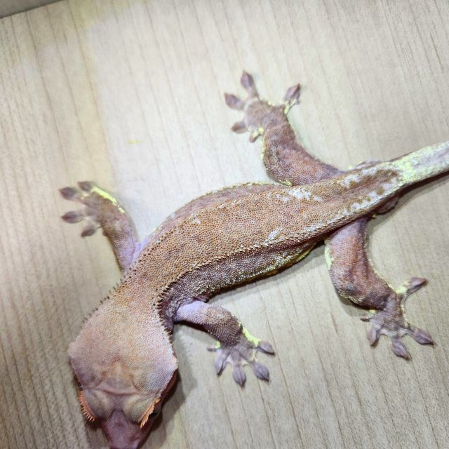 RCK 하이포 팬텀 프라푸치노