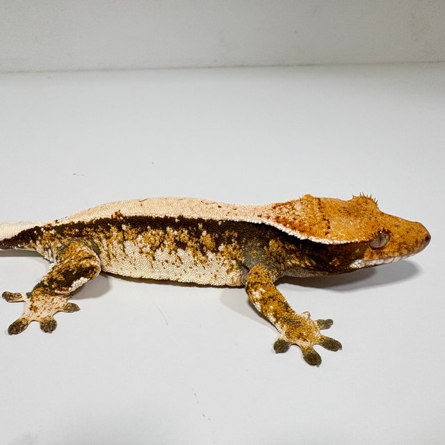 노멀 트라이 화이트스팟 화이트포트홀