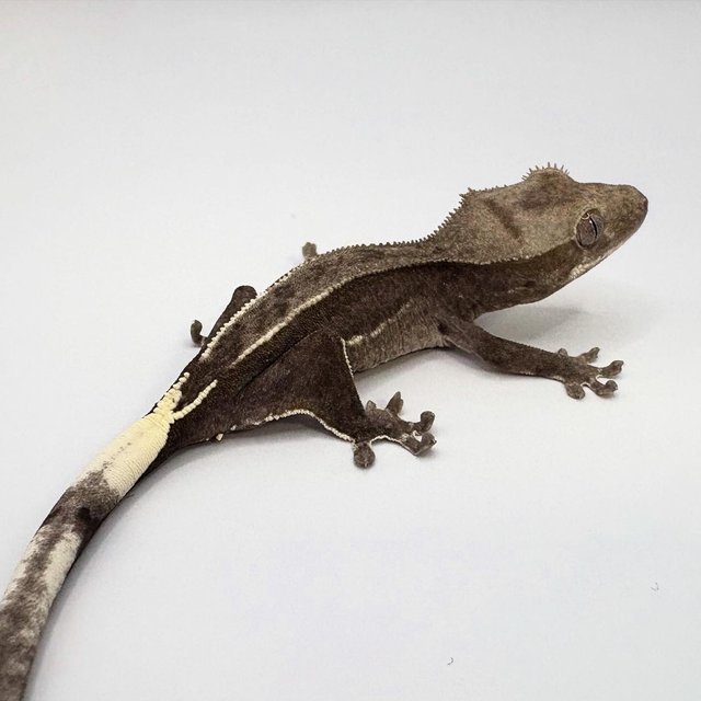 아잔틱 카푸치노