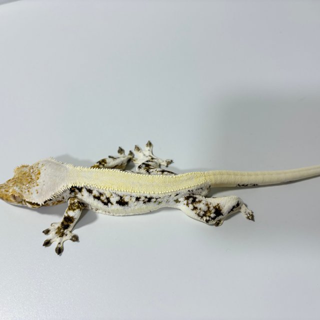 릴리화이트 솔리드백