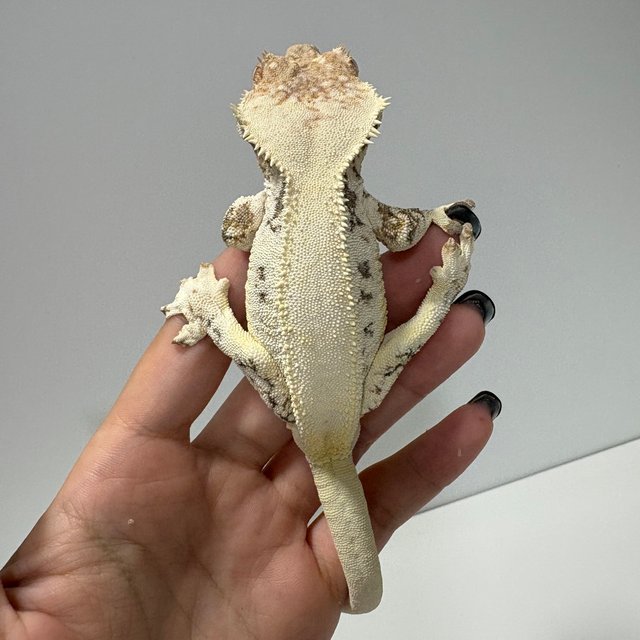 릴리화이트 솔리드백