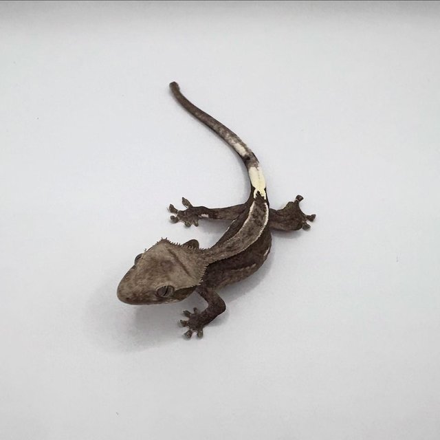 아잔틱 카푸치노