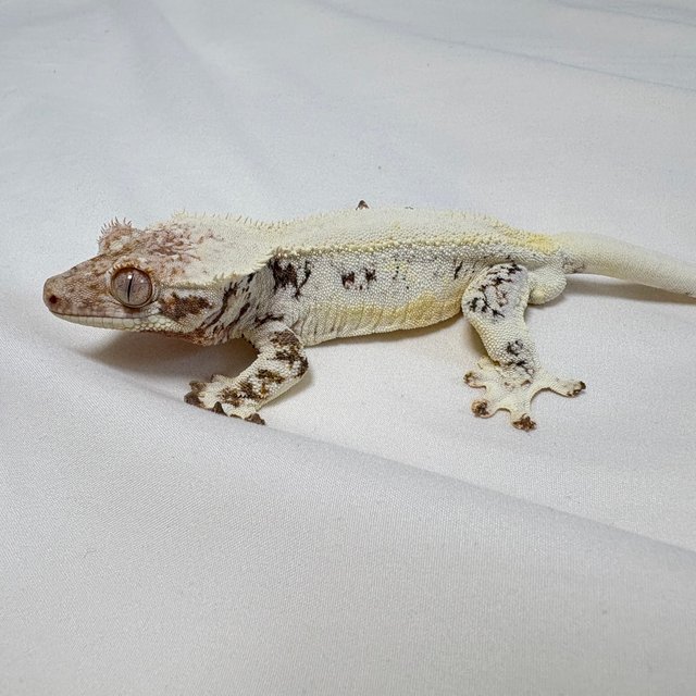 릴리화이트 솔리드백