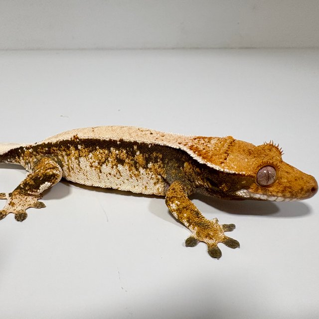 노멀 트라이 화이트스팟 화이트포트홀