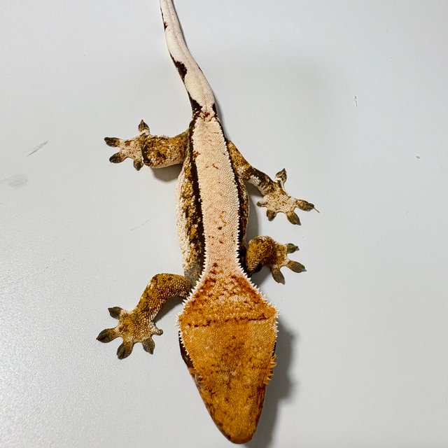 노멀 트라이 화이트스팟 화이트포트홀