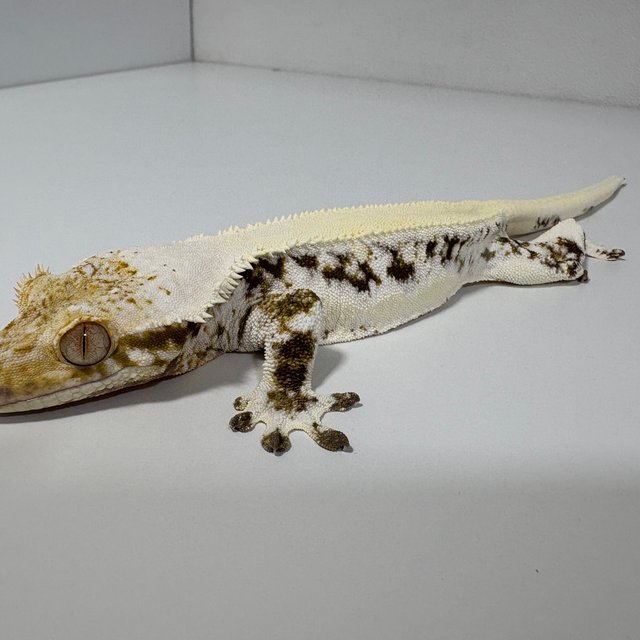 릴리화이트 솔리드백