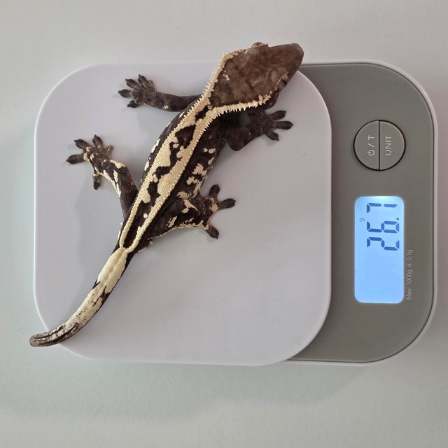 다크 세이블 풀핀 화이트핀