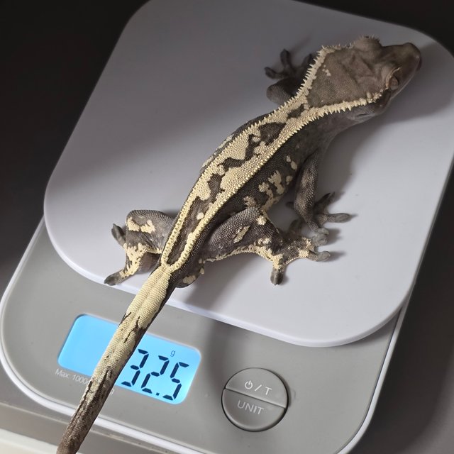 다크 세이블 풀핀 화이트핀