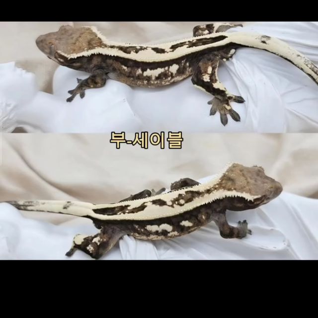 세이블