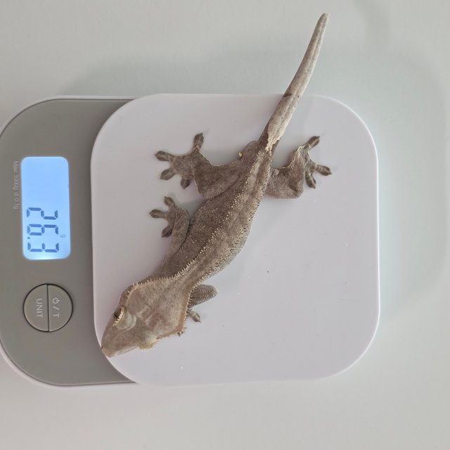 챠콜 다크 벅스킨