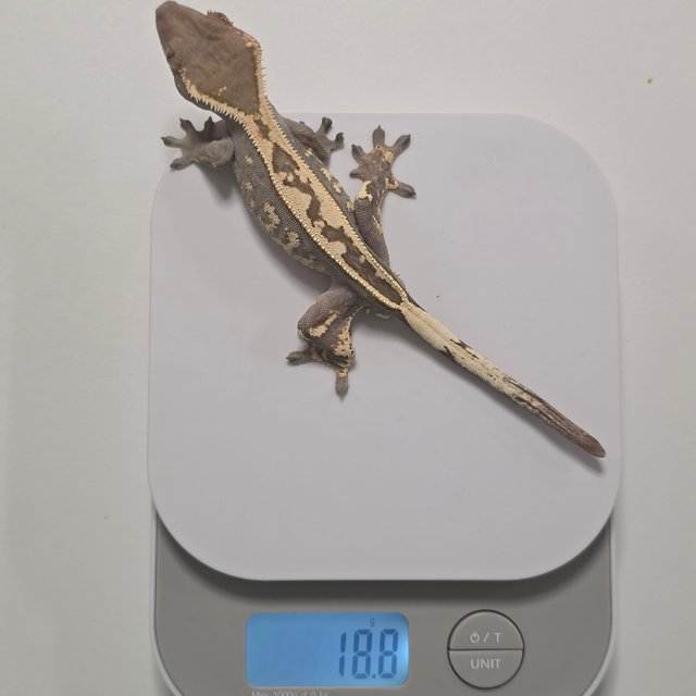 다크 세이블 풀핀 화이트핀